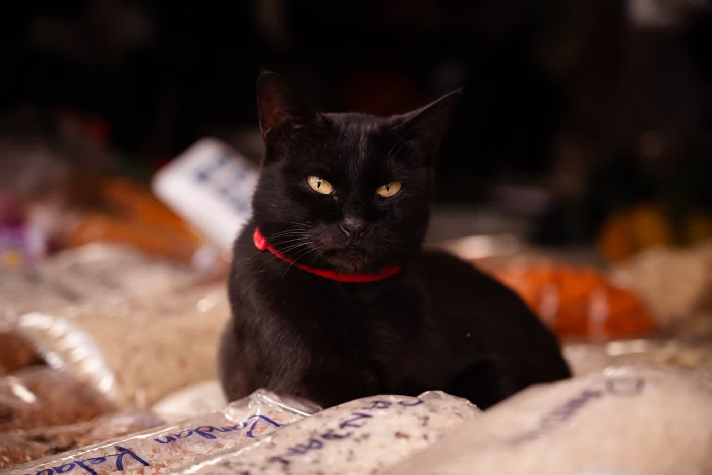 A black cat staring into the lens
